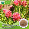 Organic Rhodiola rosea extract rosavins 1-3% hplc for Stress Relief and Mood